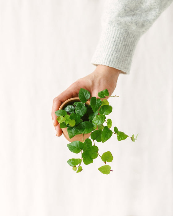 Mini Ficus Pumila