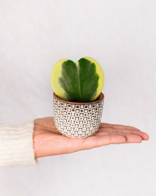 Mini Hoya Heart Variegata