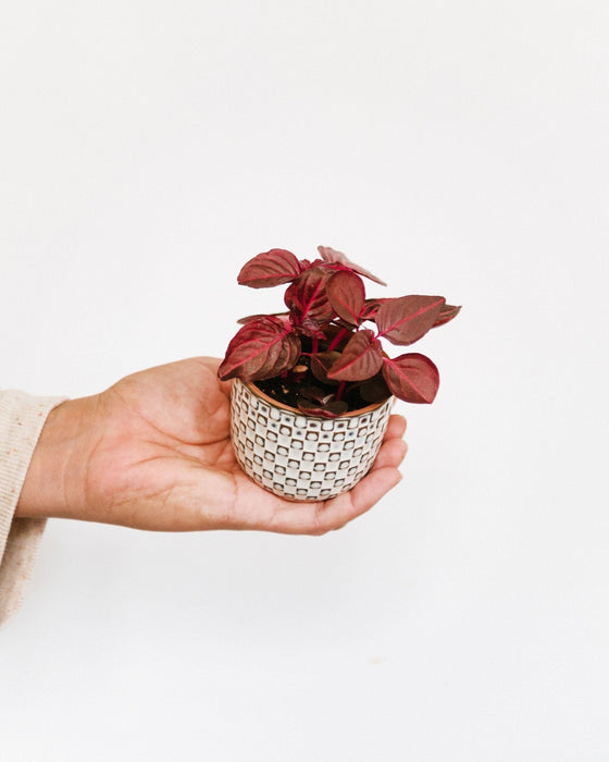 Mini Iresine Rød