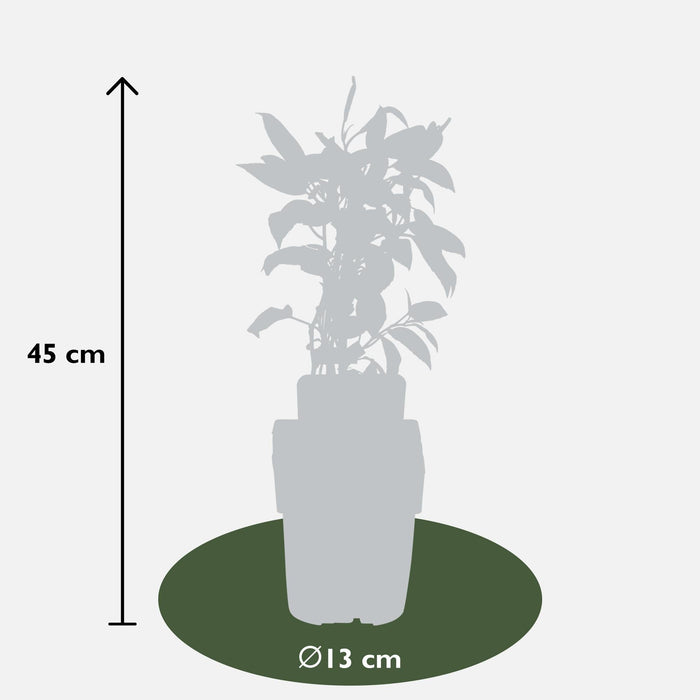 Mini Kiwi Actinidia Arguta 'Issai' Sæt Med 3 - ↨45Cm - Ø13 - Frugtbusk