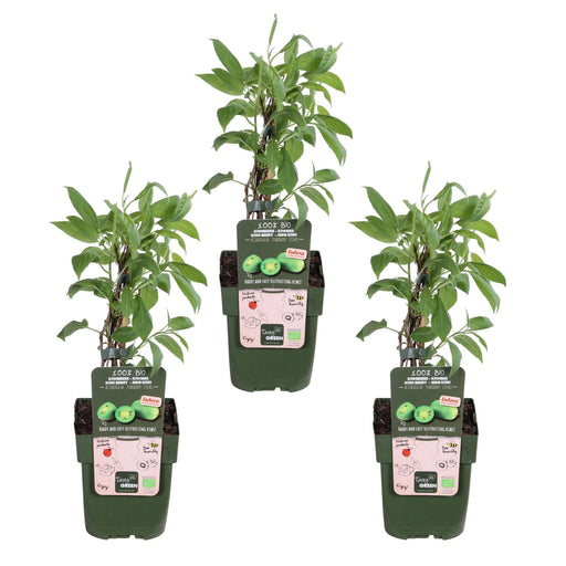 Mini Kiwi Actinidia Arguta 'Issai' Sæt Med 3 - ↨45Cm - Ø13 - Frugtbusk