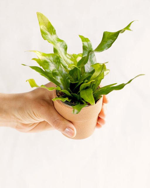 Mini Microsorum