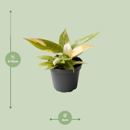 Mini Philodendron Ring Of Fire