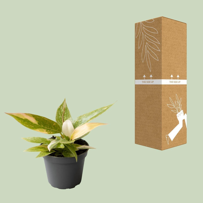 Mini Philodendron Ring Of Fire