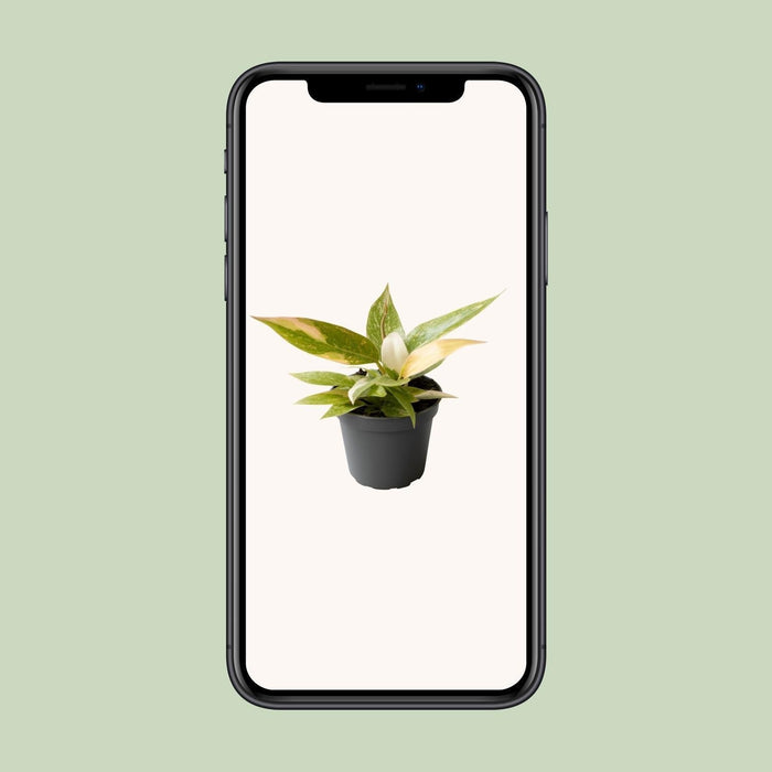 Mini Philodendron Ring Of Fire