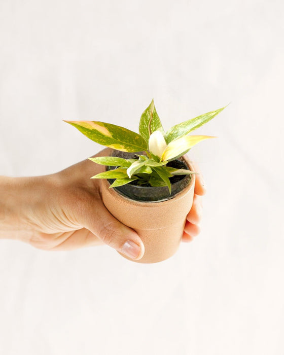 Mini Philodendron Ring Of Fire