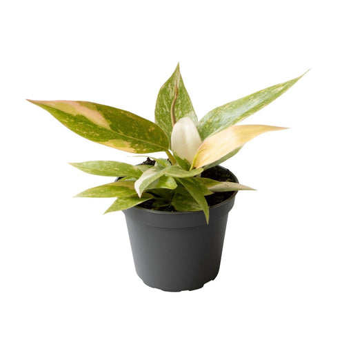 Mini Philodendron Ring Of Fire