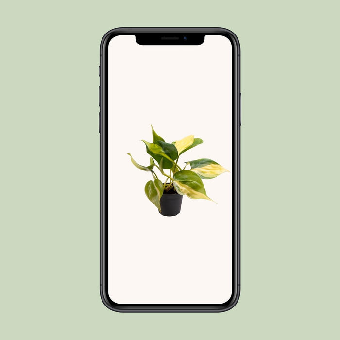 Mini Philodendron Scandens Brasil