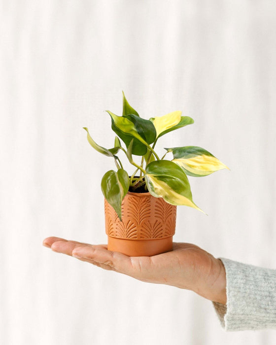 Mini Philodendron Scandens Brasil