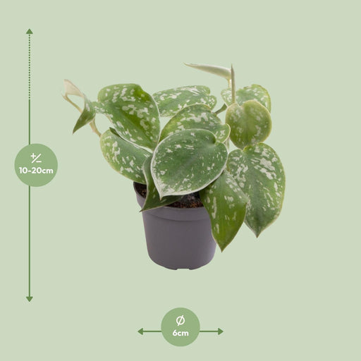 Mini Philodendron Scandens Pictus