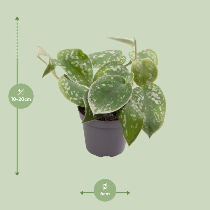 Mini Philodendron Scandens Pictus