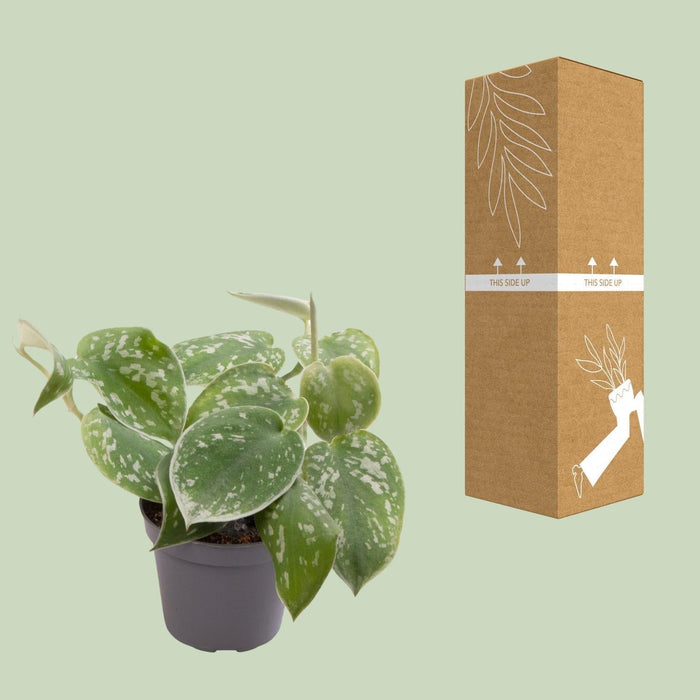 Mini Philodendron Scandens Pictus