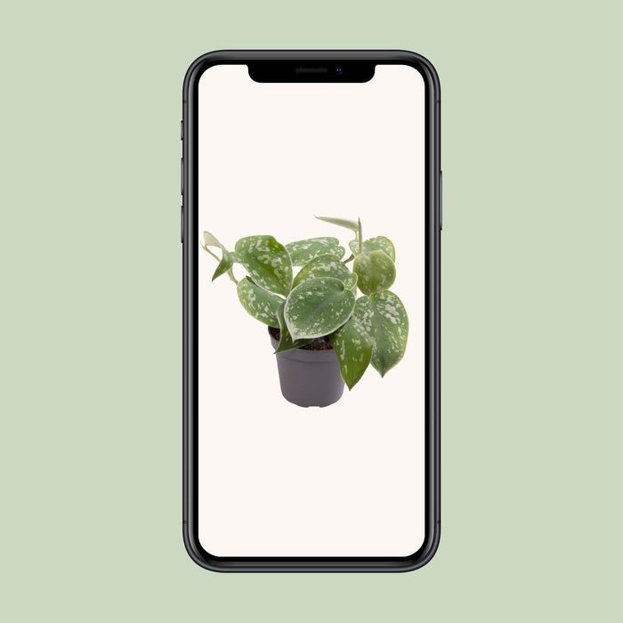 Mini Philodendron Scandens Pictus