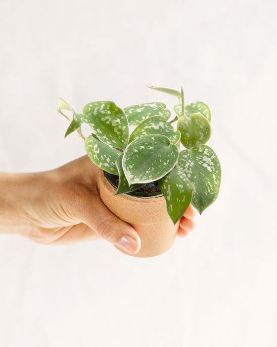 Mini Philodendron Scandens Pictus