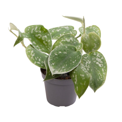 Mini Philodendron Scandens Pictus