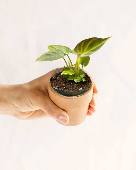 Mini Philodendron Verrucosum