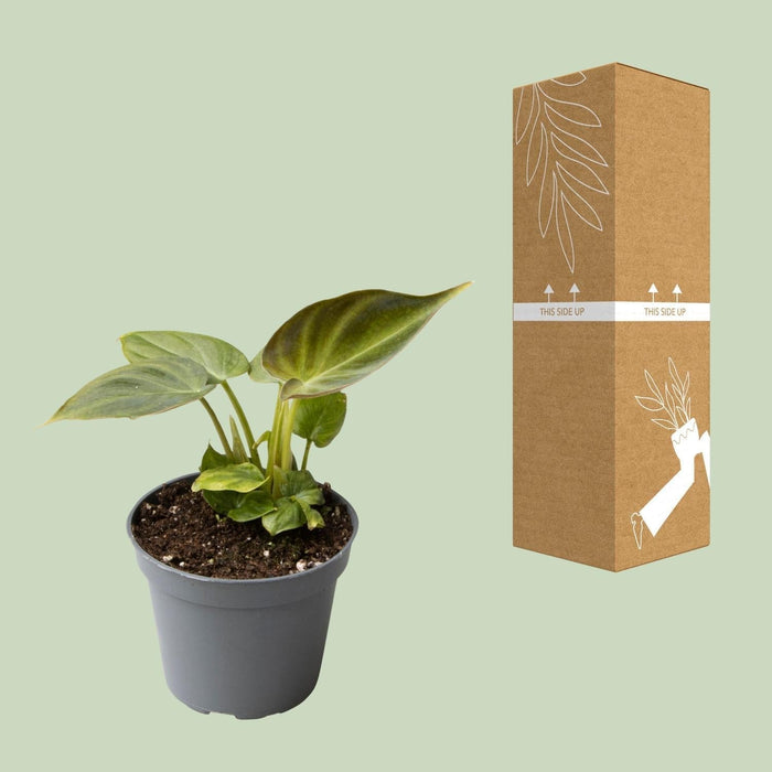 Mini Philodendron Verrucosum