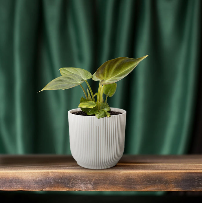 Mini Philodendron Verrucosum