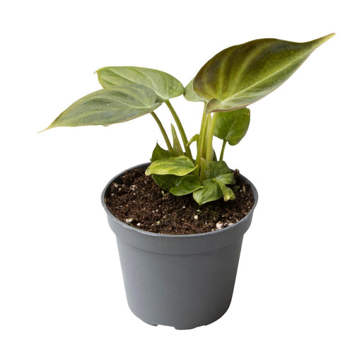 Mini Philodendron Verrucosum