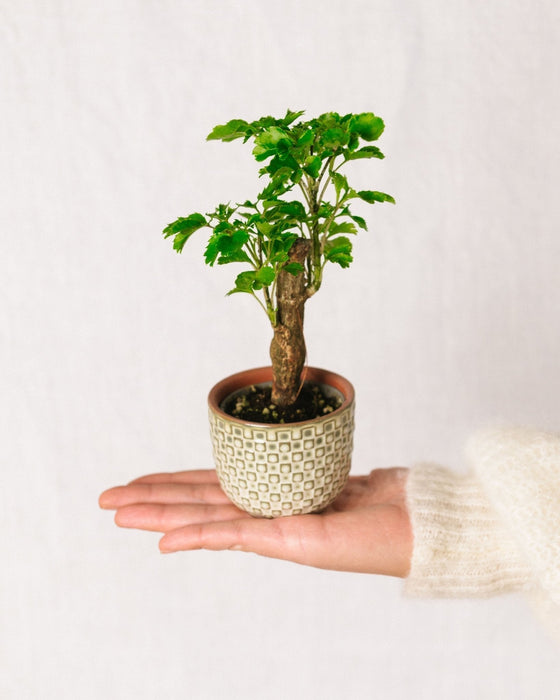 Mini Polyscias