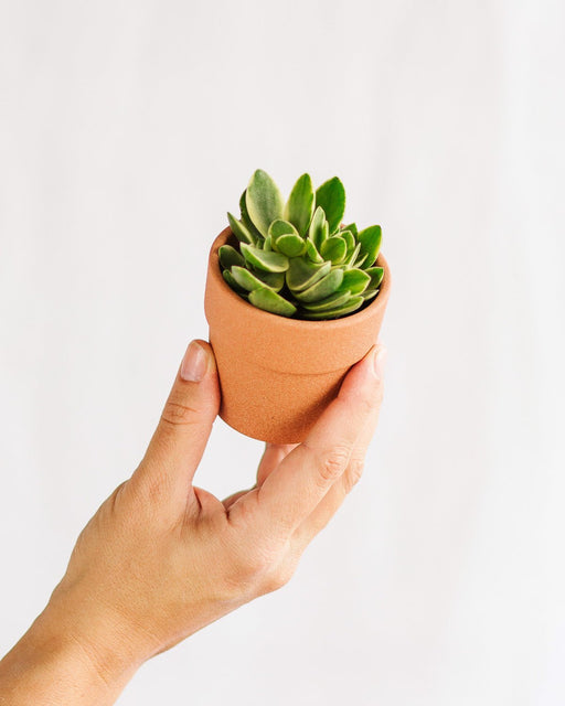 Mini Crassula Ovata Money Maker