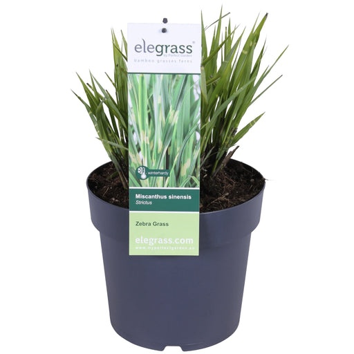 Miscanthus Sinensis '' - ↨60Cm - Ø23 - Udendørs Græsplante
