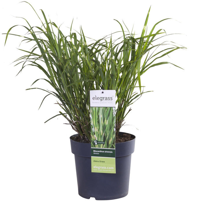 Miscanthus Sinensis '' - ↨60Cm - Ø23 - Udendørs Græsplante