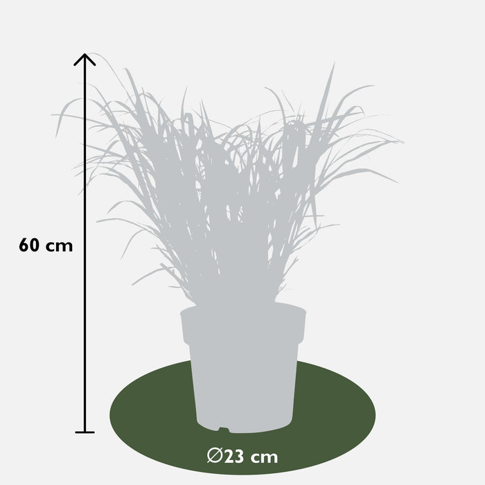 Miscanthus Sinensis '' - ↨60Cm - Ø23 - Udendørs Græsplante