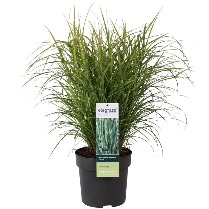 Miscanthus Sinensis '' - ↨60Cm - Ø23 - Udendørs Græsplante