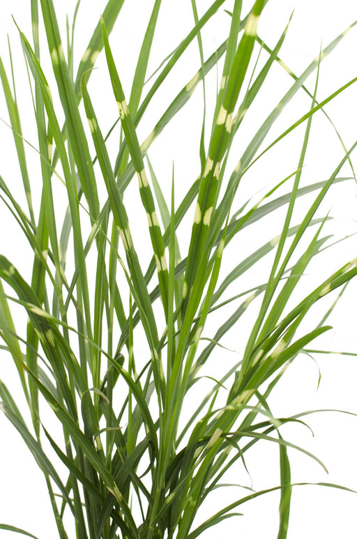 Miscanthus Sinensis '' - ↨60Cm - Ø23 - Udendørs Græsplante