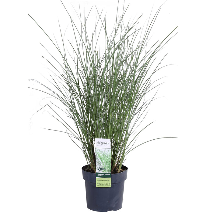 Miscanthus Sinensis 'Tynd' - ↨50Cm - Ø19 - Udendørs Græsplante