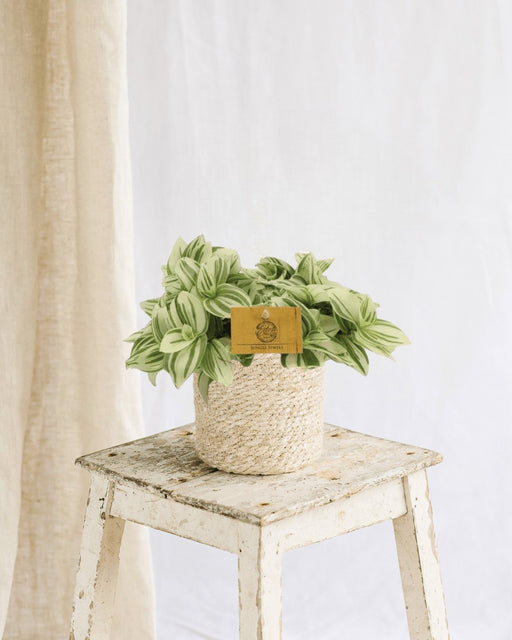 Elendighed Tradescantia Lysstyrke