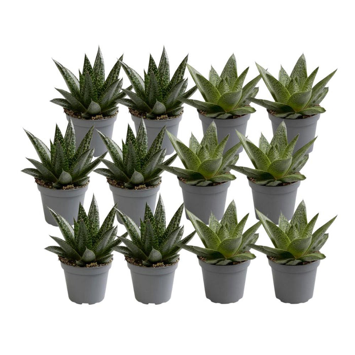 Blanding Af 12 Aloe - Sukkulente Planter