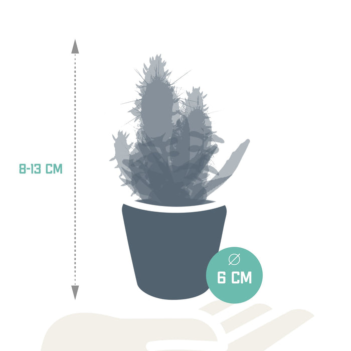 Blanding Af 15 Kaktusser Og Deres Farverige Plantepotter H13Cm