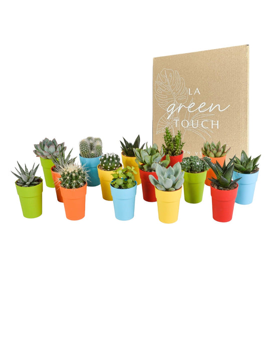Blanding Af 15 Kaktusser Og Sukkulenter Og Deres Farverige Plantepotter H13Cm