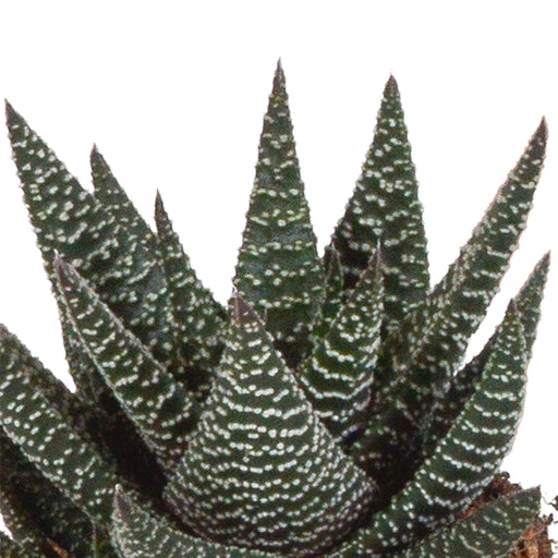Blanding Af 3 Gasteria Og Haworthia H18Cm