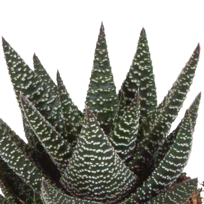 Blanding Af 3 Gasteria Og Haworthia H18Cm