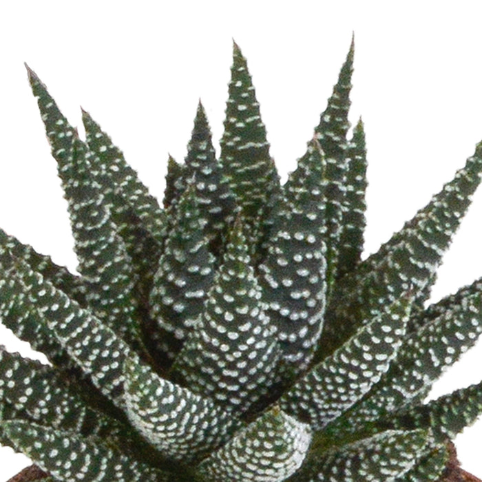 Blanding Af 3 Gasteria Og Haworthia H18Cm