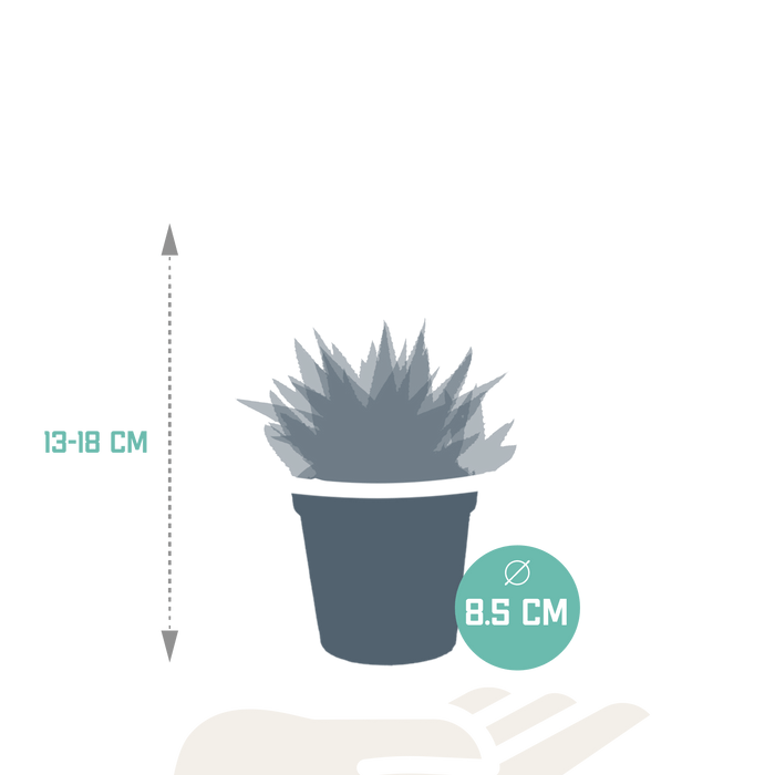 Blanding Af 3 Gasteria Og Haworthia H18Cm