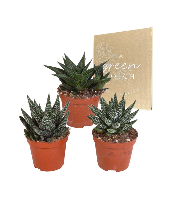Blanding Af 3 Gasteria Og Haworthia H18Cm