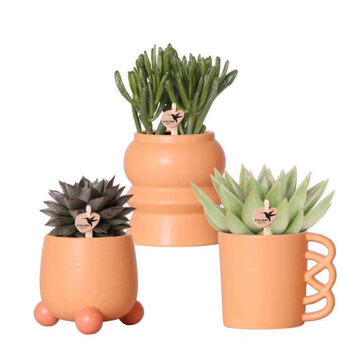 Blanding Af 3 Sukkulente Planter Og Deres Ferskenkeramiske Plantepotter