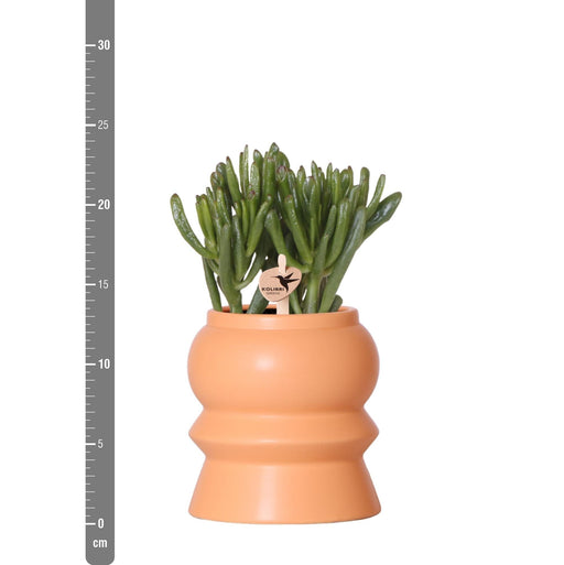 Blanding Af 3 Sukkulente Planter Og Deres Ferskenkeramiske Plantepotter