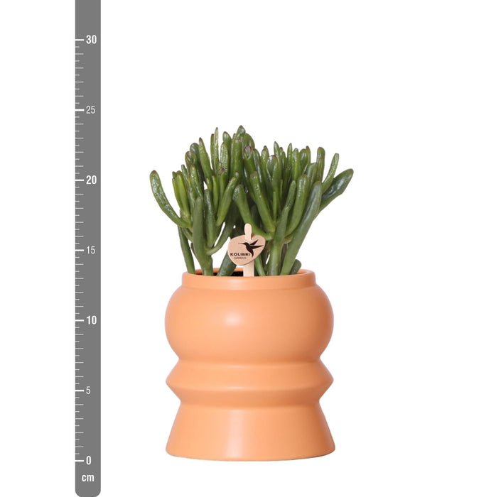 Blanding Af 3 Sukkulente Planter Og Deres Ferskenkeramiske Plantepotter