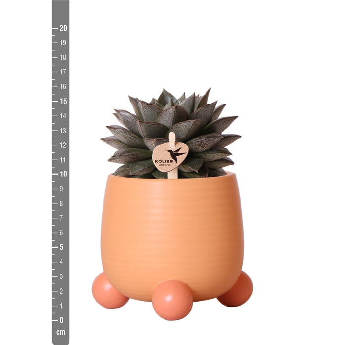 Blanding Af 3 Sukkulente Planter Og Deres Ferskenkeramiske Plantepotter