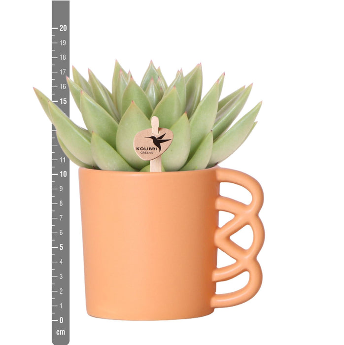 Blanding Af 3 Sukkulente Planter Og Deres Ferskenkeramiske Plantepotter