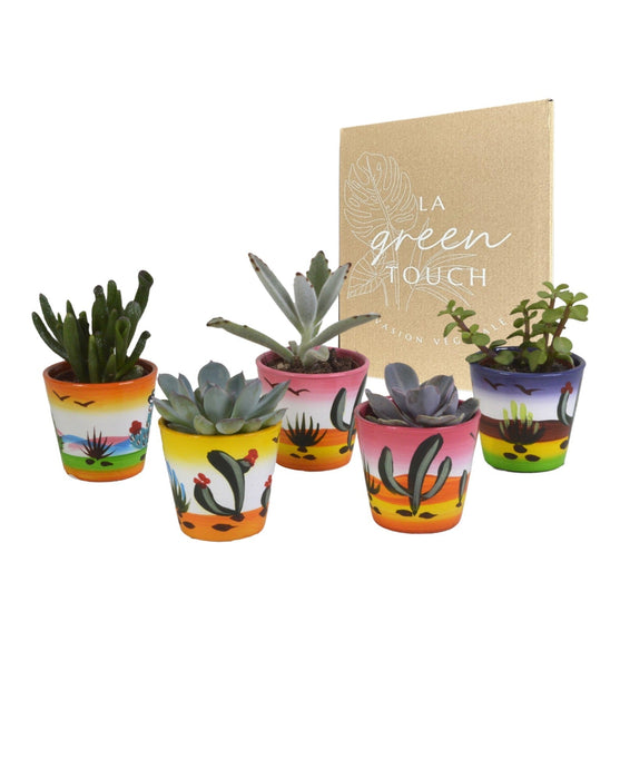 Blanding Af 5 Sukkulenter Og Deres Farverige Plantepotter H13Cm