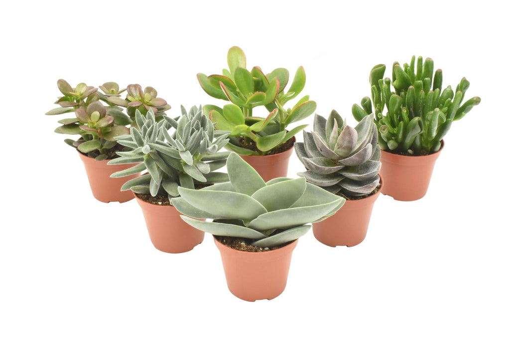 Blanding Af 6 Crassula