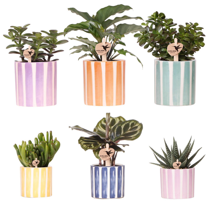Blanding Af Grønne Planter Med Malede Stribede Dekorative Potter