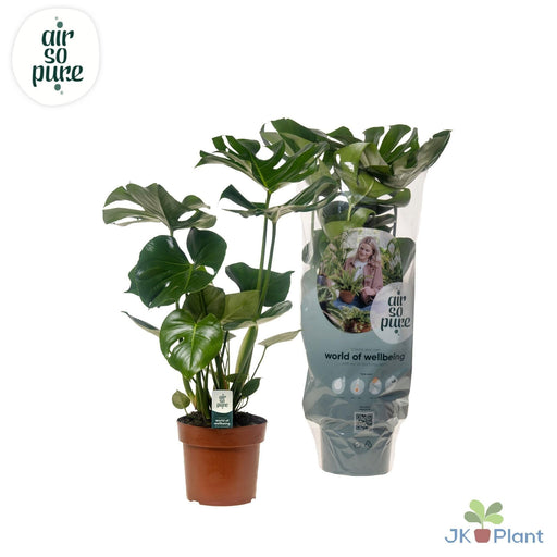Monstera Deliciosa