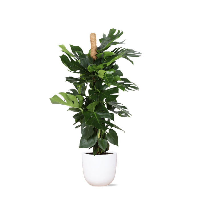 Monstera Deliciosa Og Dens Gryde
